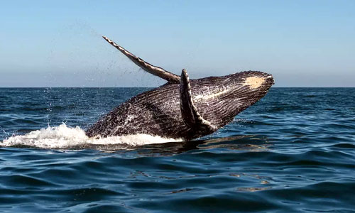 Hermanus